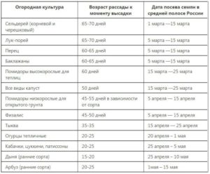 Посадка арбузов в открытый грунт: сроки посева и правила выращивания