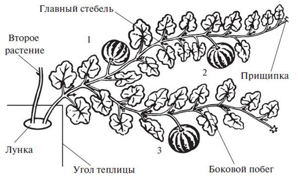 формирование арбуза