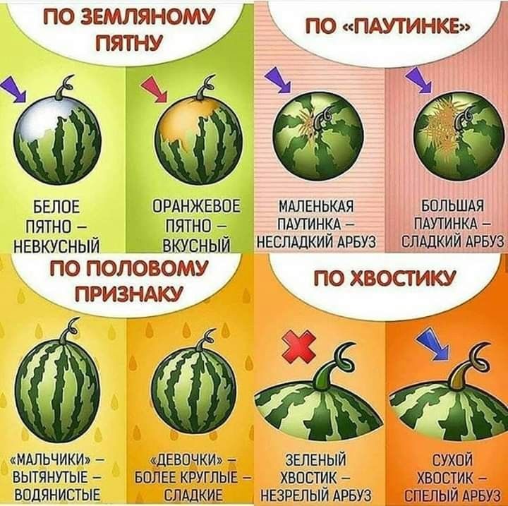 признаки хорошего арбуза