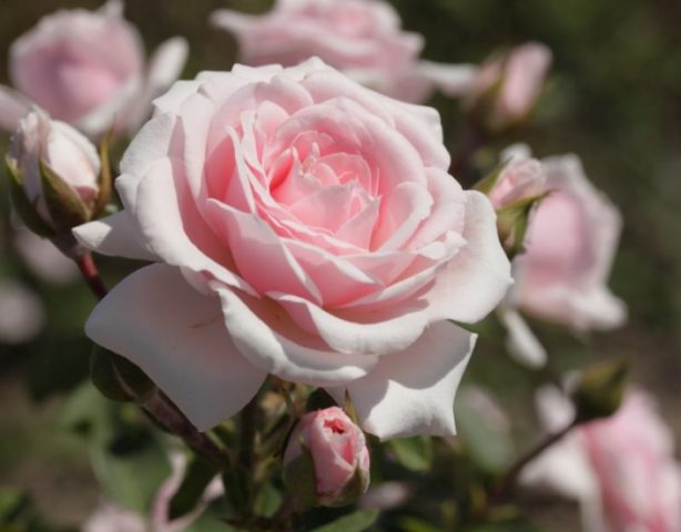 Сорт роз Polyanthus Diadema Rose