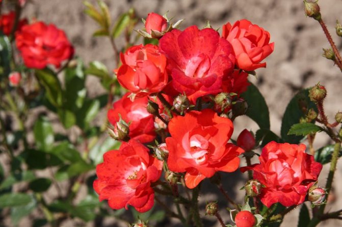 Сорт розы Border Keene polyanthus