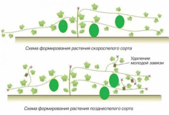 Формирование кустов