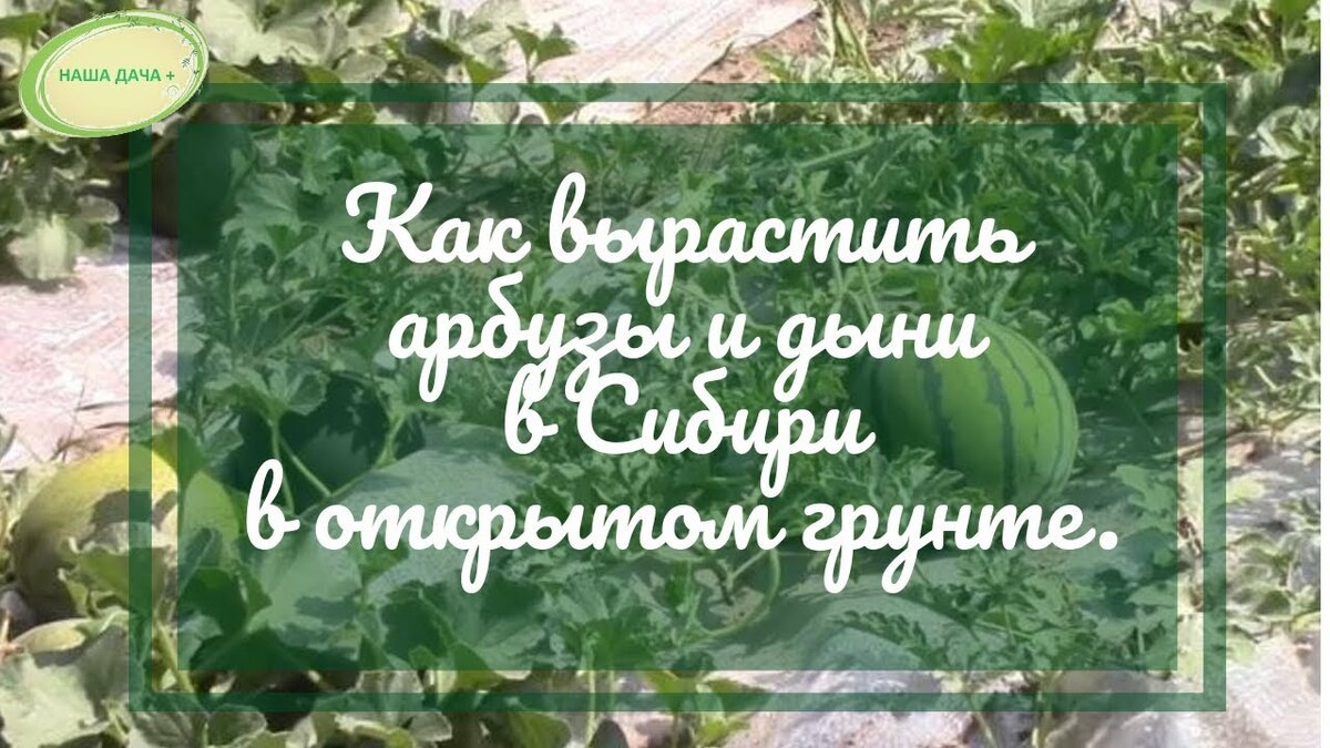 Выращивание арбуза и дыни в теплице из поликарбоната - посадка и уход