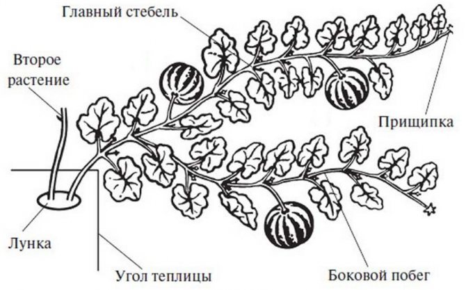 Формирование арбузных кустов